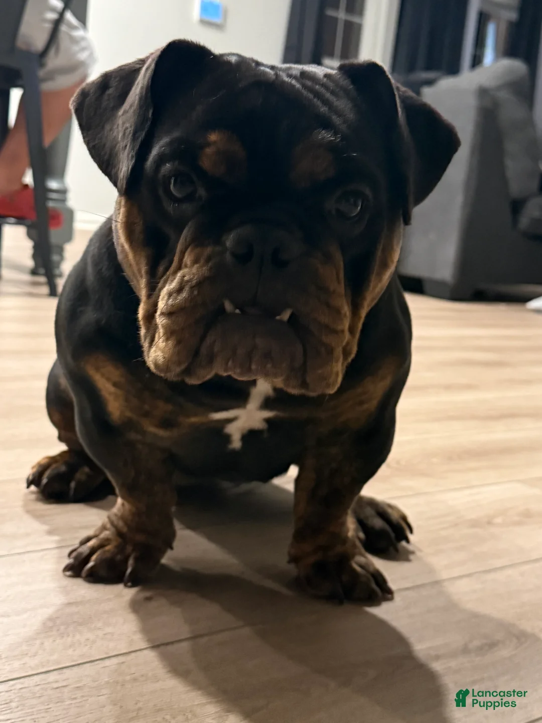 Mixed Breed dogs for sale: GLO (Hybrid Bully) - Ad 1