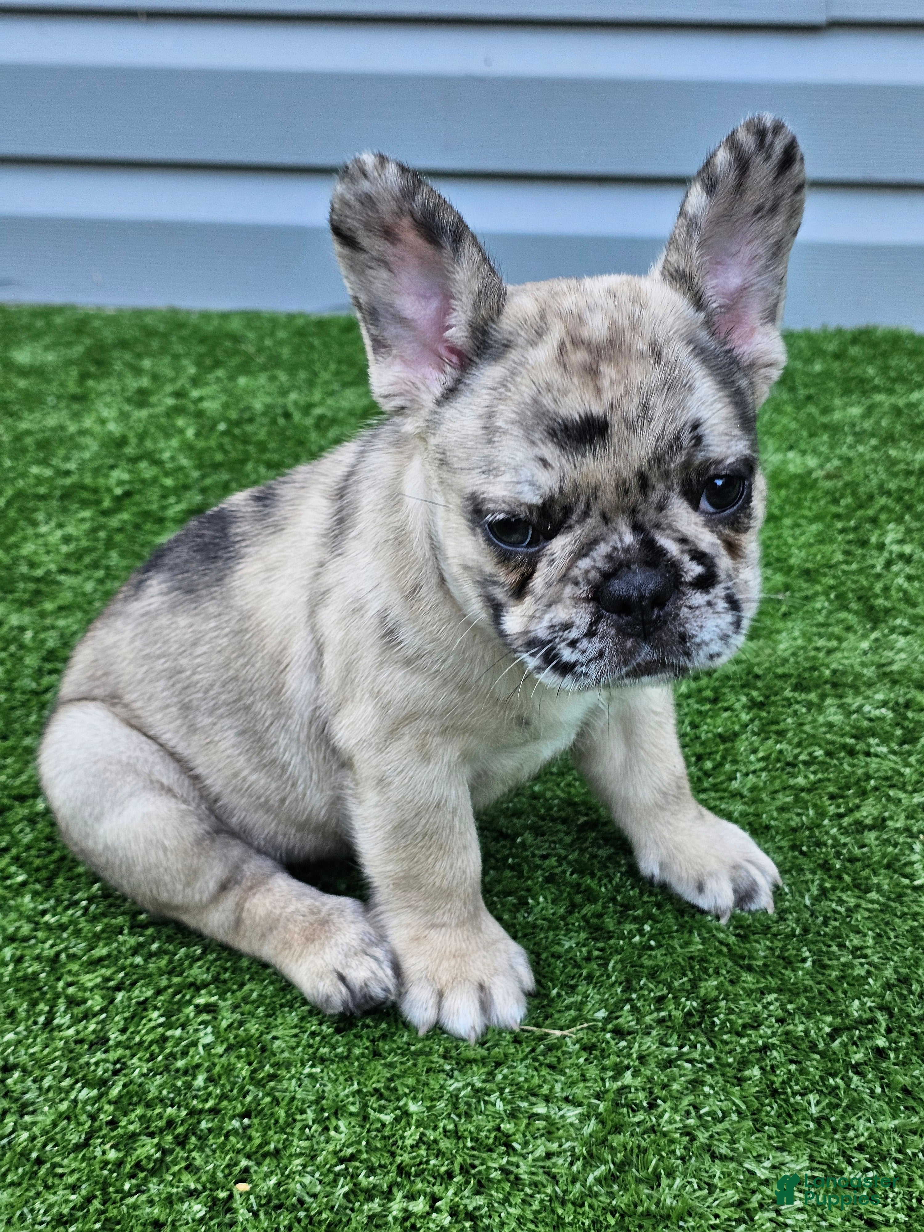 French Bulldog dogs Meadow - Ad 2