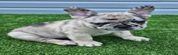 French Bulldog dogs for sale: Meadow - Ad 2