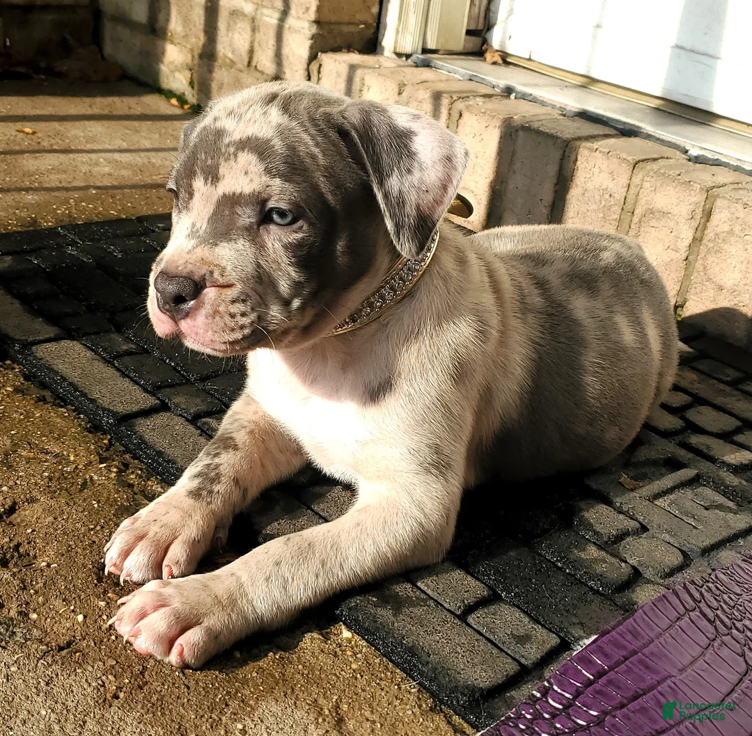 American Bully dogs for sale: AL B SURE - Ad 8