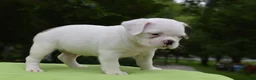 Mixed Breed dogs for sale: Milo f1b Frenchton hybrid  - Ad 8