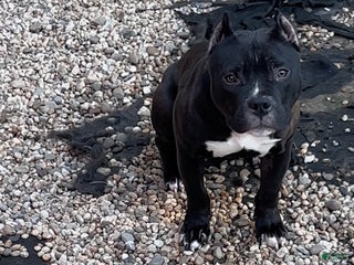 American Bully dogs American Bully Puppy 1 - Ad 40