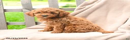 Cavapoo dogs for sale: Keegan - Ad 3