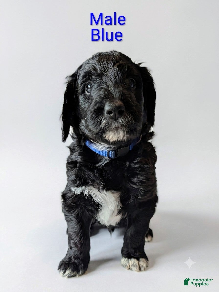Aussiedoodle dogs Aussiedoodle 3 - Ad 1