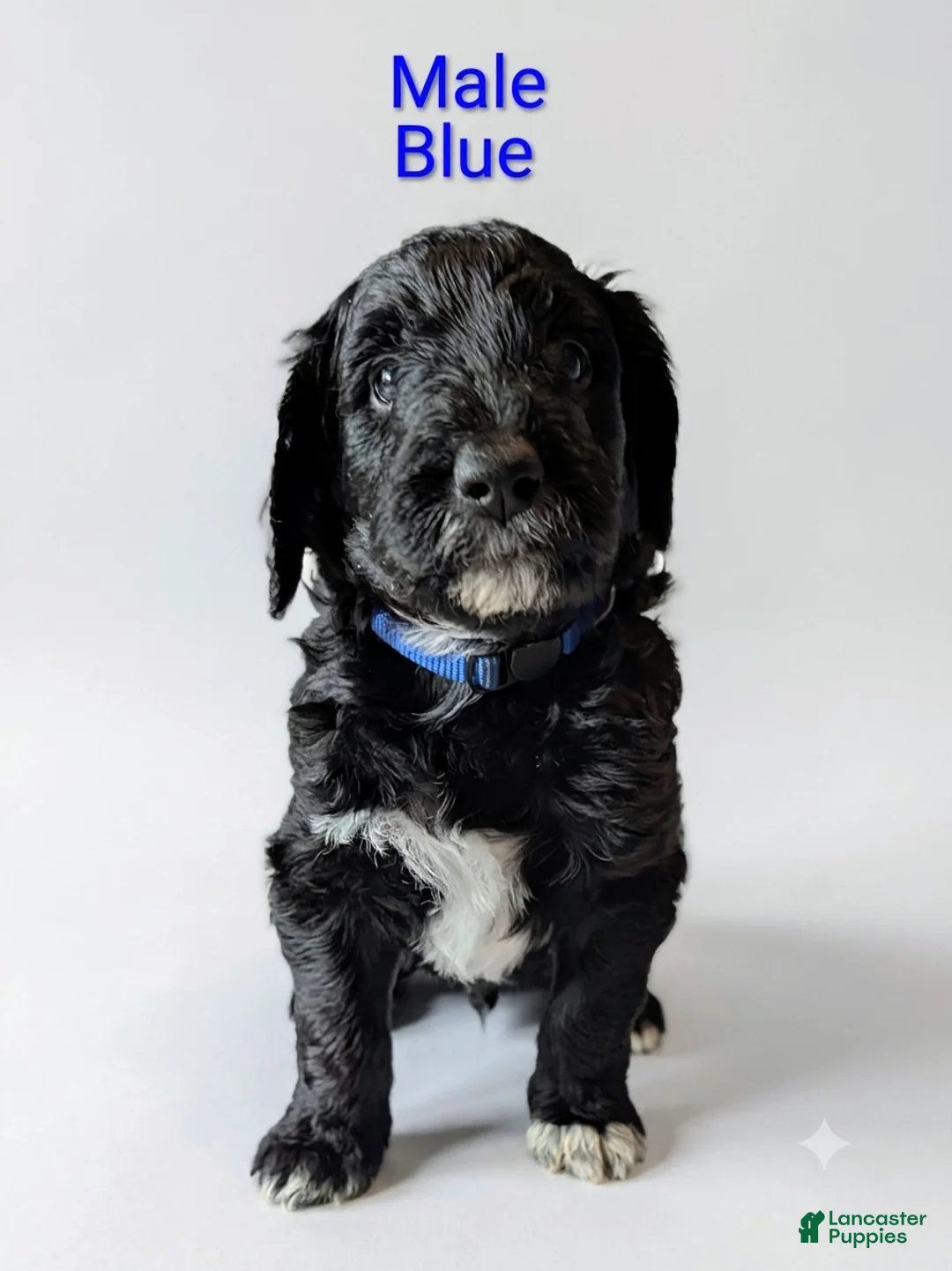 Aussiedoodle dogs for sale: Aussiedoodle 3 - Ad 1
