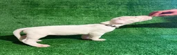 Dogo Argentino dogs for sale: Silver female - Ad 2