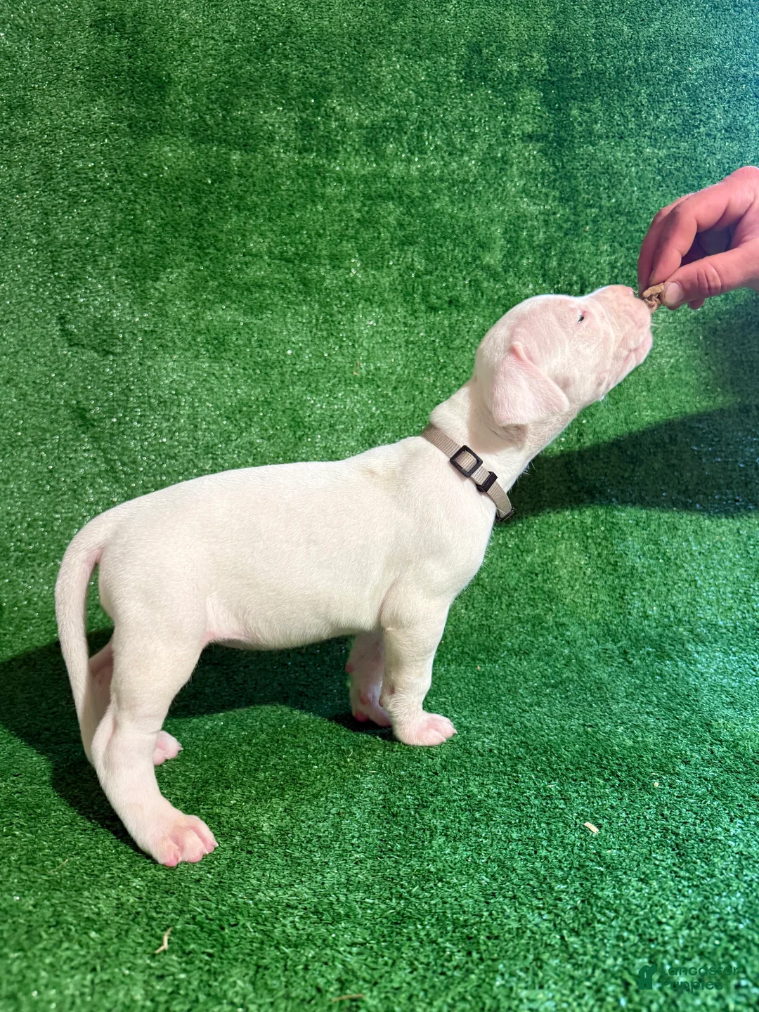 Dogo Argentino dogs for sale: Silver female - Ad 2