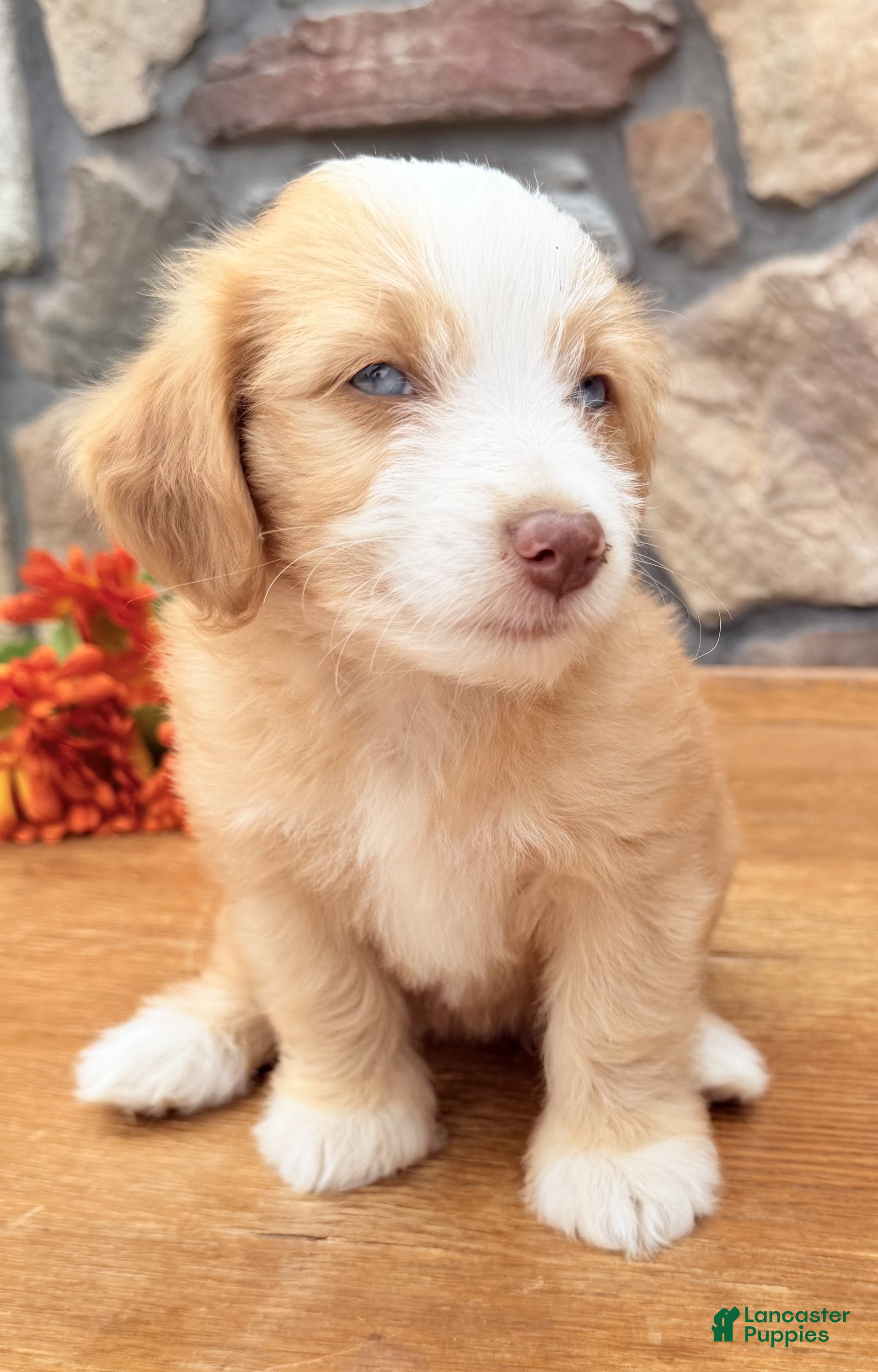 Mixed Breed dogs Blondie - Ad 2