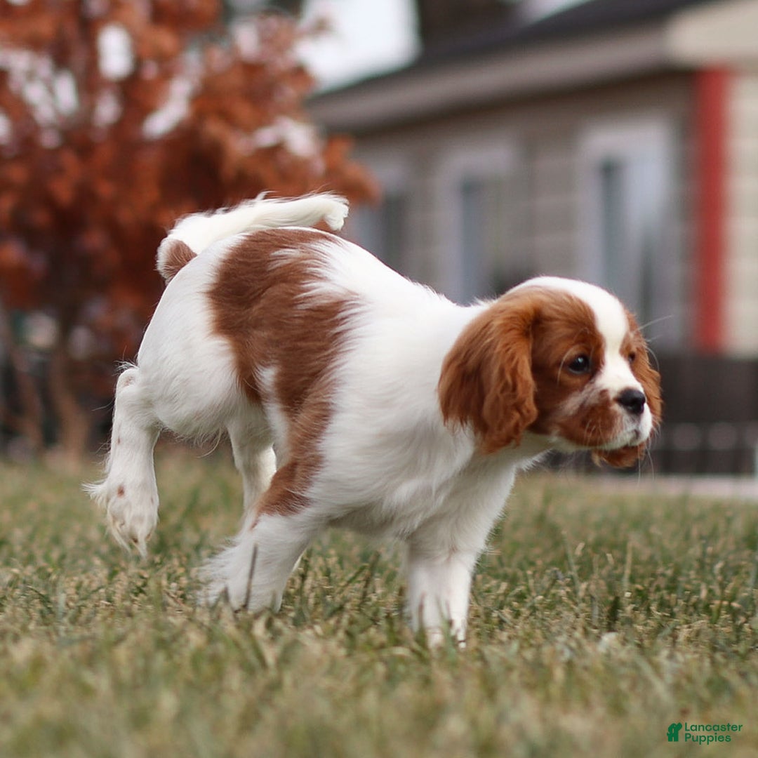 Cavalier King Charles Spaniel dogs for sale: Maddie the Cavalier King Charles Spaniel Puppy - Ad 9
