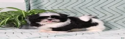 Shih Tzu dogs for sale: Polecat - Ad 5