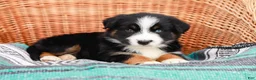 Australian Shepherd dogs for sale: Sandra - Ad 8