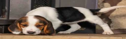 Beagle dogs for sale: Dottie🎀 - Ad 3
