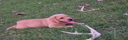 Labrador Retriever dogs for sale: Meet Your New Best Friend! Beautiful Yellow Male Labrador Retriever Puppies Available 💛 - Ad 55