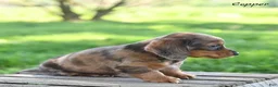 Miniature Dachshund dogs for sale: Copper - Ad 2
