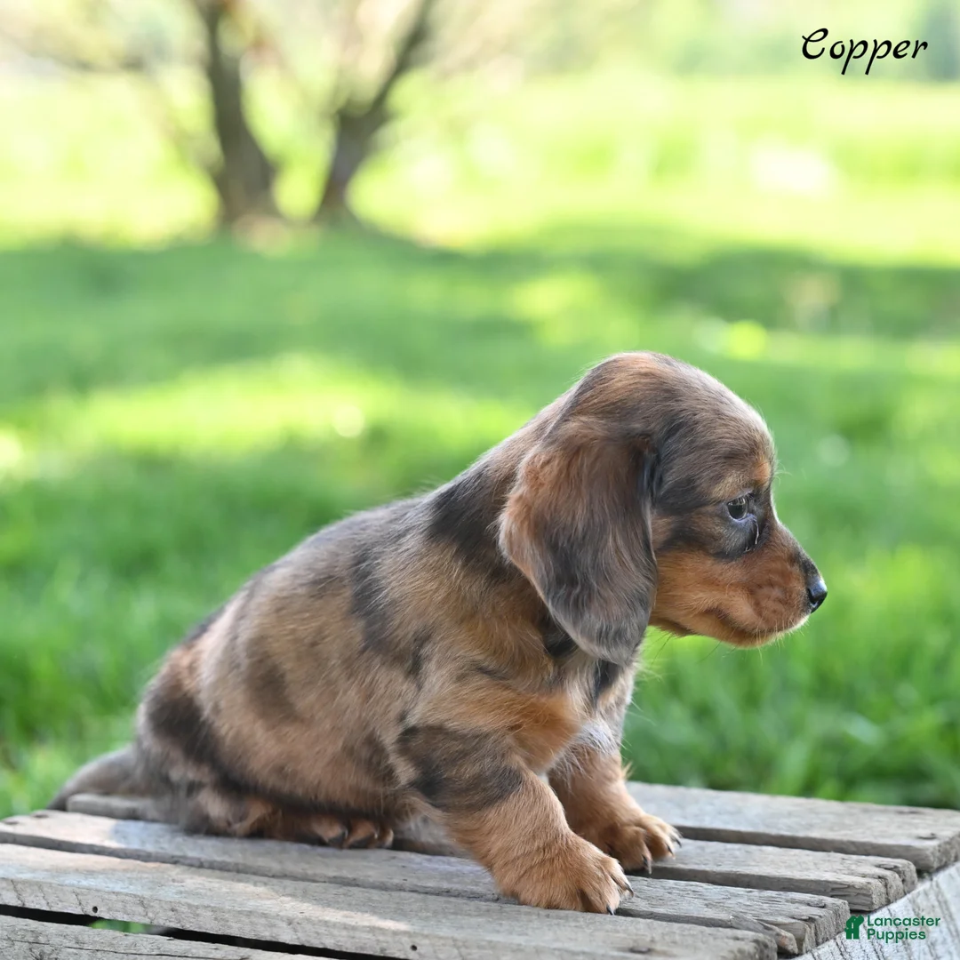 Miniature Dachshund dogs for sale: Copper - Ad 2
