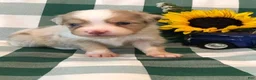 Toy Australian Shepherd dogs for sale: Akira - Ad 3