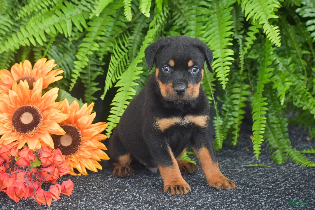 Rottweiler dogs for sale: Weston - Ad 2