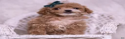 Maltipoo dogs for sale: Kayden - Ad 5