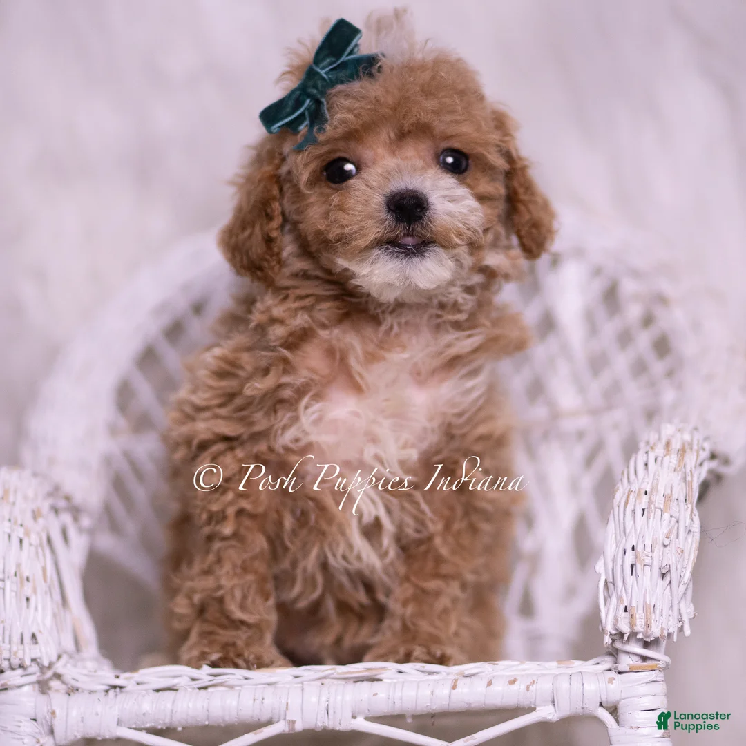 Maltipoo dogs for sale: Kayden - Ad 5