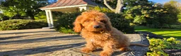 Cavapoo dogs for sale: Kyle - Ad 8