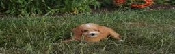 Cavapoo dogs for sale: Caramel - Ad 24