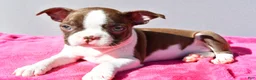 Boston Terrier dogs for sale: Tessa - Ad 3