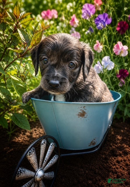 Mini Goldendoodle dogs Sweet Pea - Ad 1
