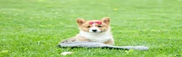 Welsh Corgi Pembroke dogs for sale: Legend  - Ad 13