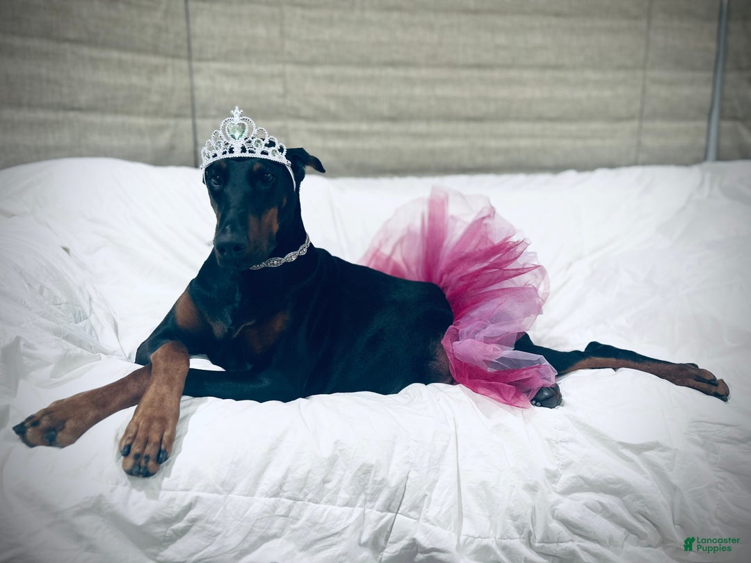 Doberman Pinscher dogs for sale: Doberman Pinscher Puppy 1 - Ad 5