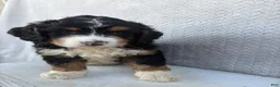 Mini Bernedoodle dogs for sale: Sawyer - Ad 8