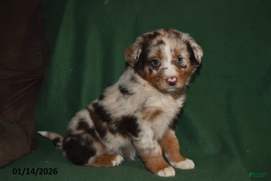 Mixed Breed dogs for sale: Bella   - Ad 1