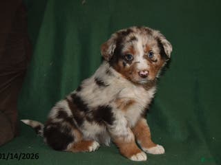 Mixed Breed dogs Bella - Ad 37