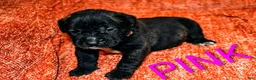 Presa Canario dogs for sale: Ms Pink - Ad 10