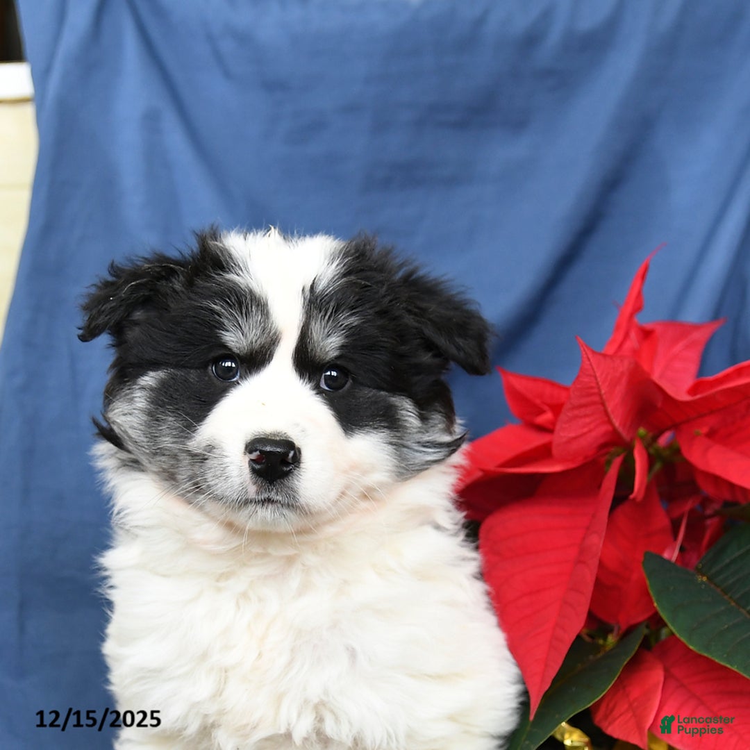 Mixed Breed dogs for sale: Colby - Ad 5