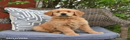 Golden Retriever dogs for sale: Marsha - Ad 4
