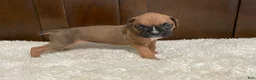 Boxer dogs for sale: Moxy - Ad 17