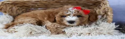 Mini Goldendoodle dogs for sale: 🐾 Meet Neo – F2B Mini Goldendoodle Puppy 🐾 - Ad 15
