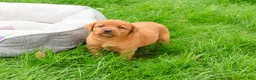 Labrador Retriever dogs for sale: Reign - Ad 3