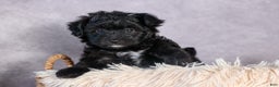 Mini Aussiedoodle dogs for sale: Kit Kat - Ad 4