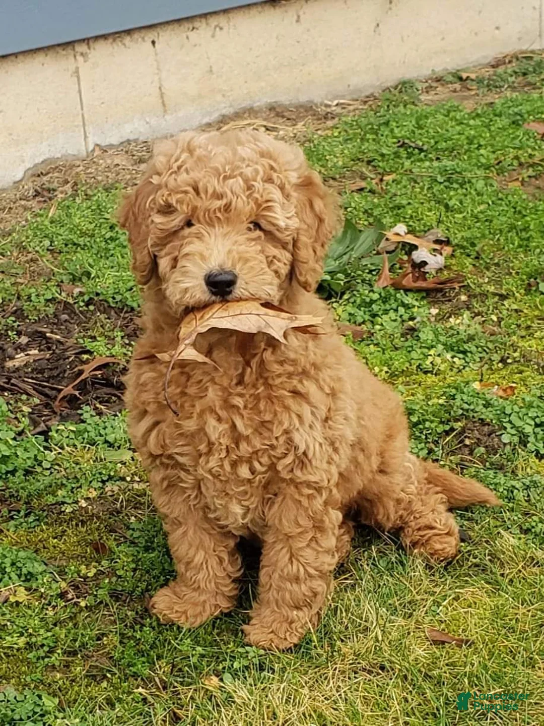 Gallery Image {{count}}