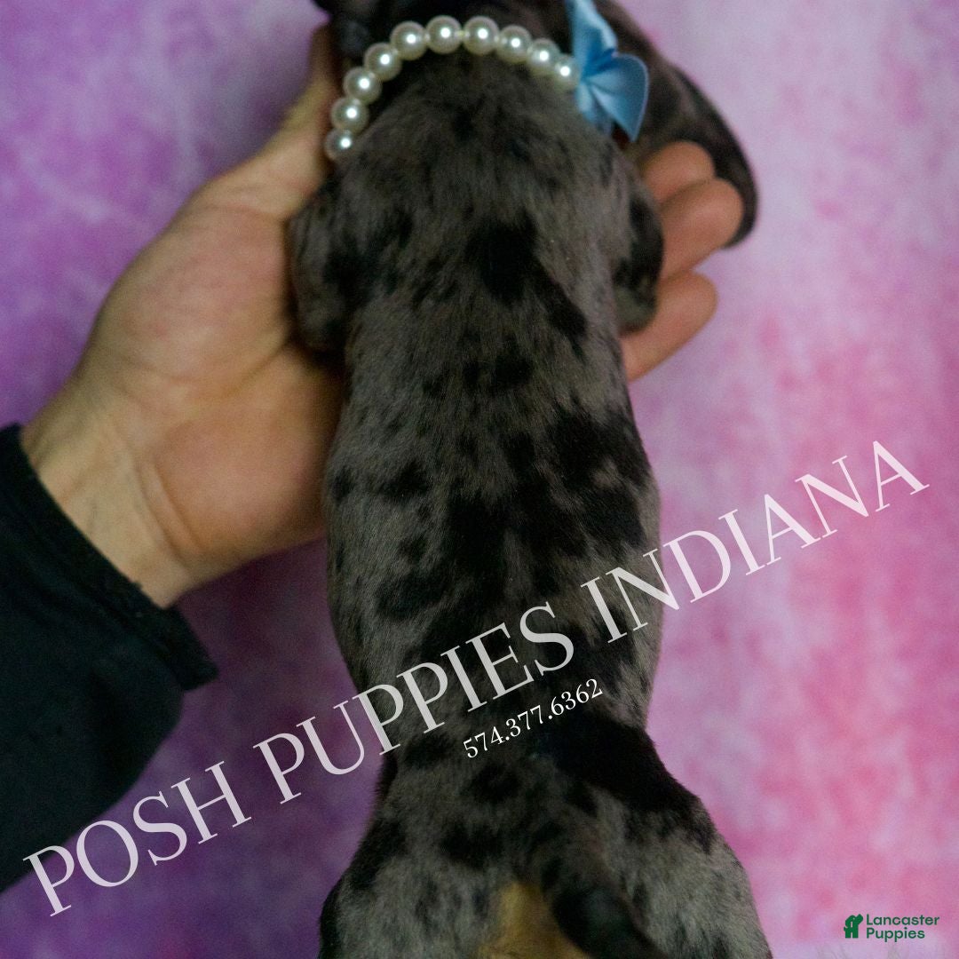 Miniature Dachshund dogs for sale: Charles - Ad 8