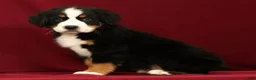 Bernese Mountain Dog dogs for sale: Jemma - Ad 4
