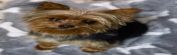Yorkshire Terrier dogs for sale: Yorkshire Terrier 1 - Ad 6