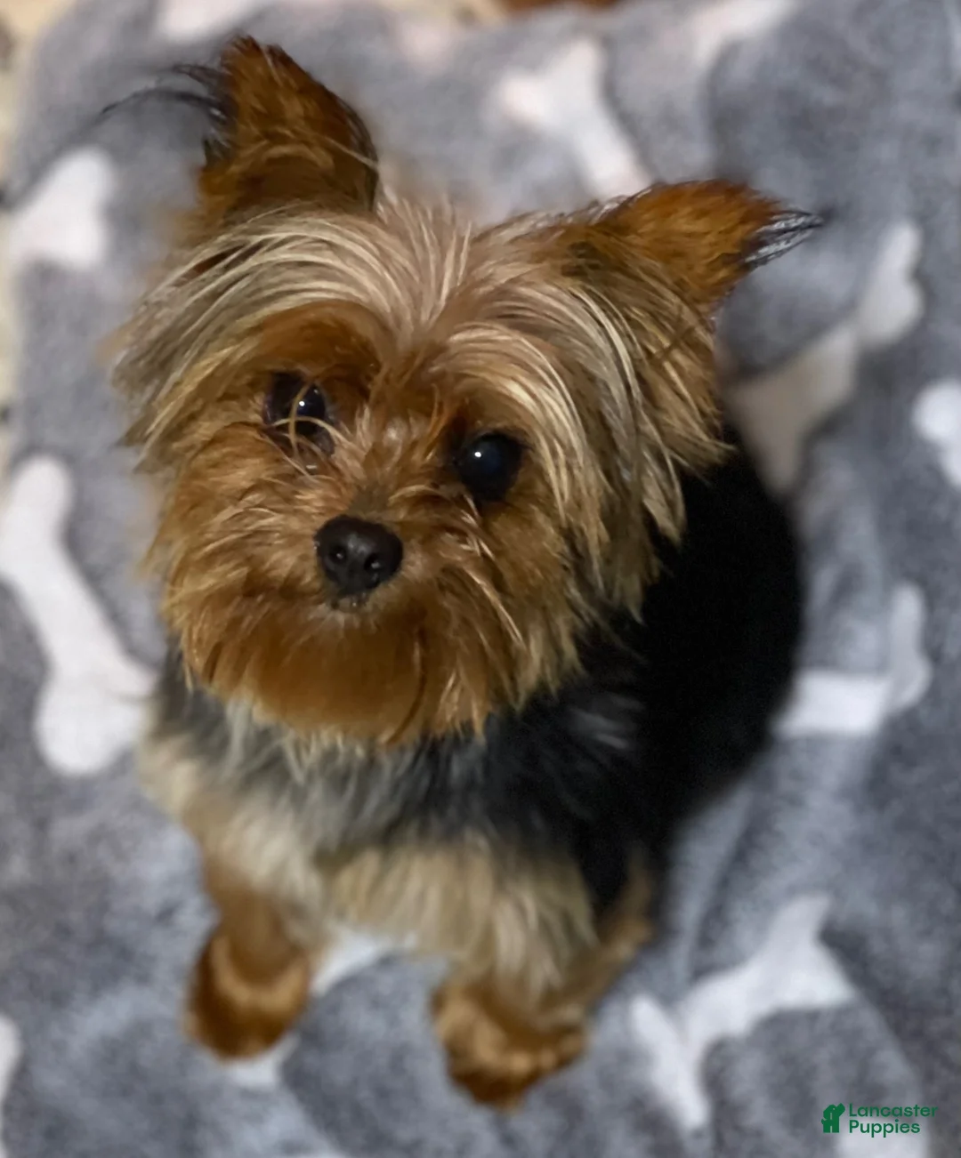 Yorkshire Terrier dogs for sale: Yorkshire Terrier 1 - Ad 6