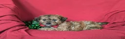 Shihpoo dogs for sale: Gardner - Ad 4
