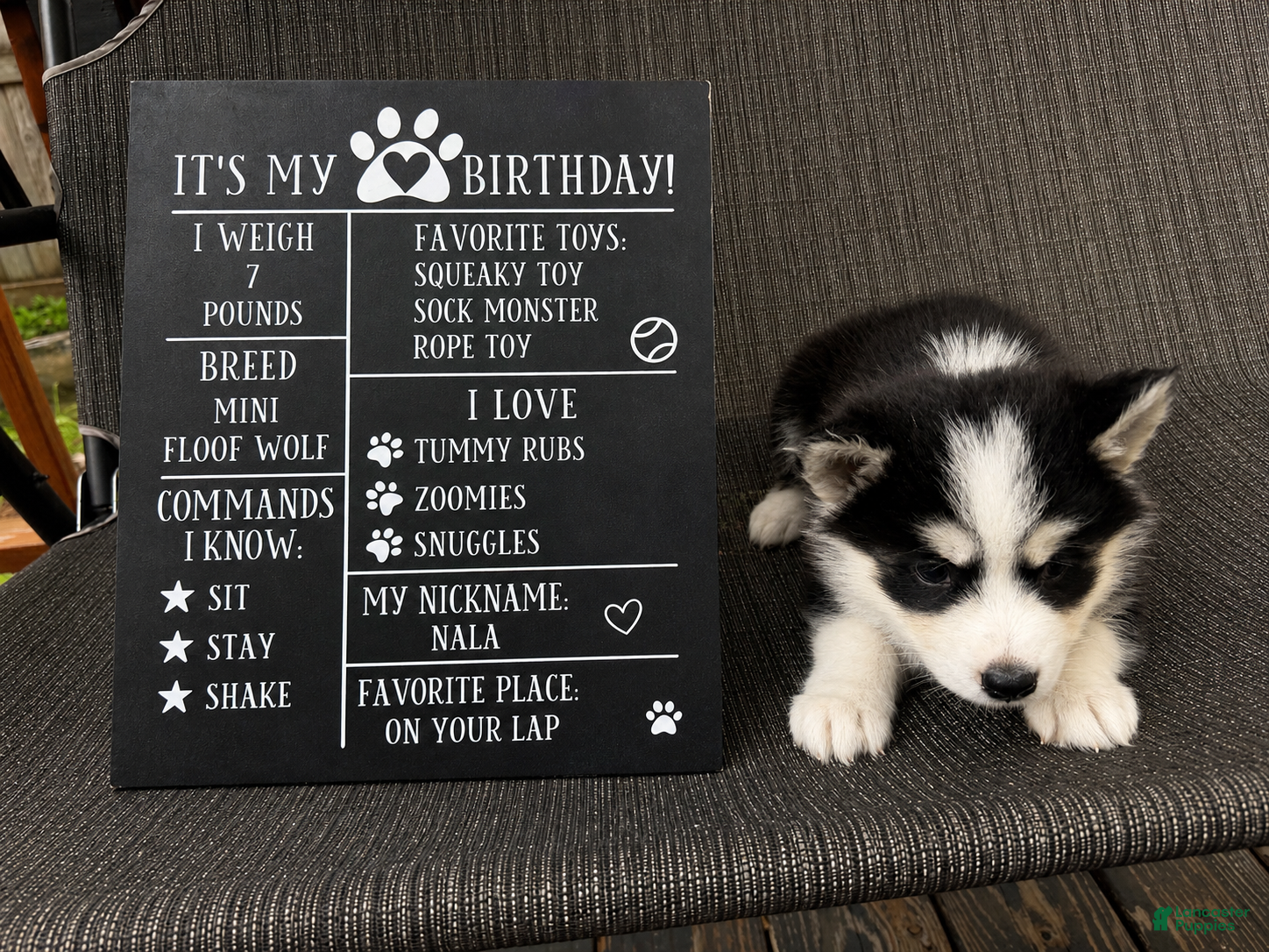 Mixed Breed dogs Princess - Ad 27