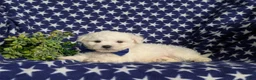 Bichon Frise dogs for sale: Barrett - Ad 5