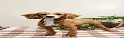 Mini Goldendoodle dogs for sale: Scooter - Ad 8