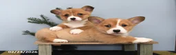 Welsh Corgi Pembroke dogs for sale: Rusty - Ad 3