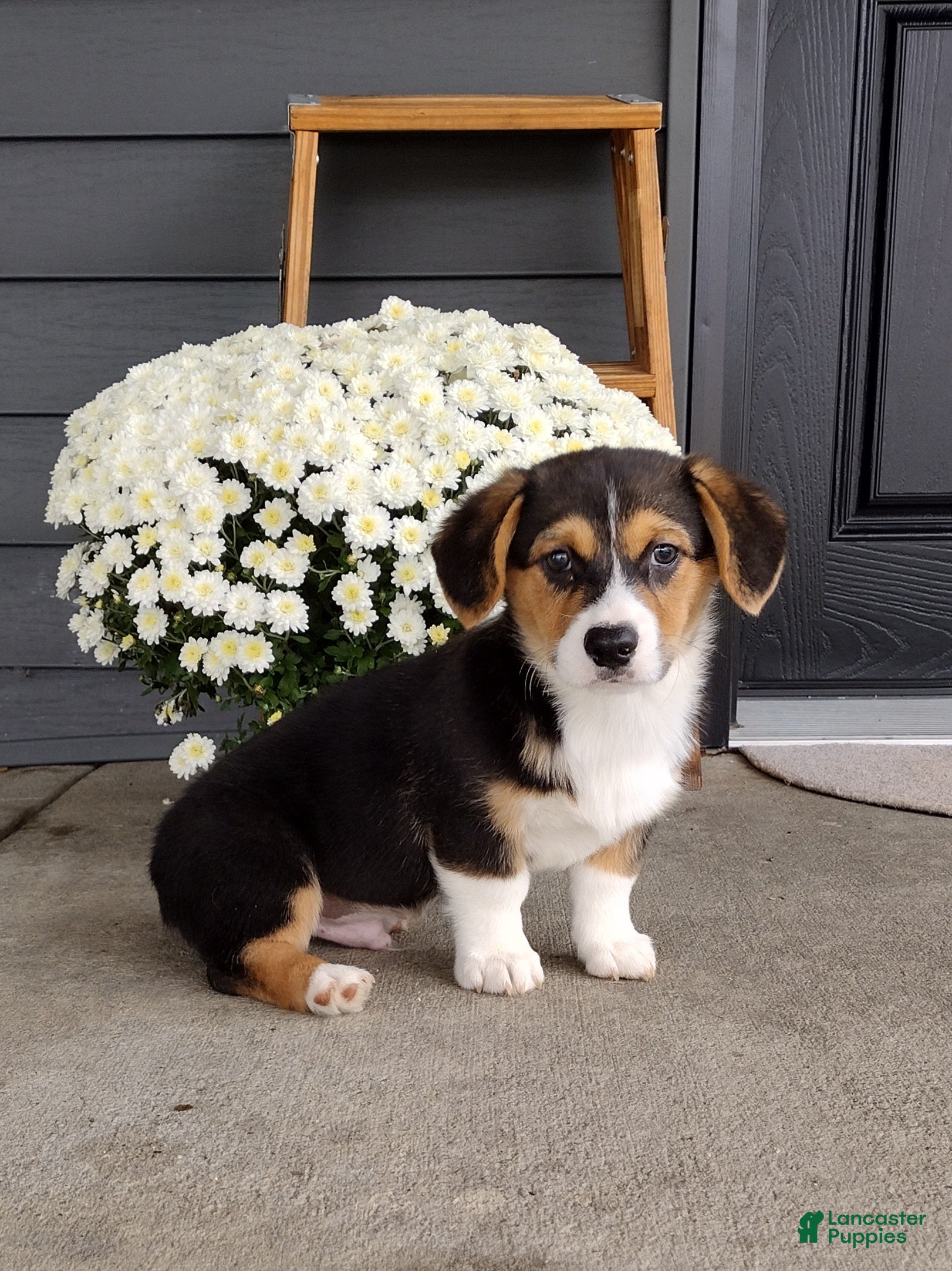 Welsh Corgi Pembroke dogs Casper - Ad 2